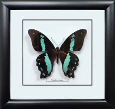 Бабочка №1000 Papilio nireus