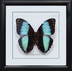 Бабочка №1300 Morpho helenor